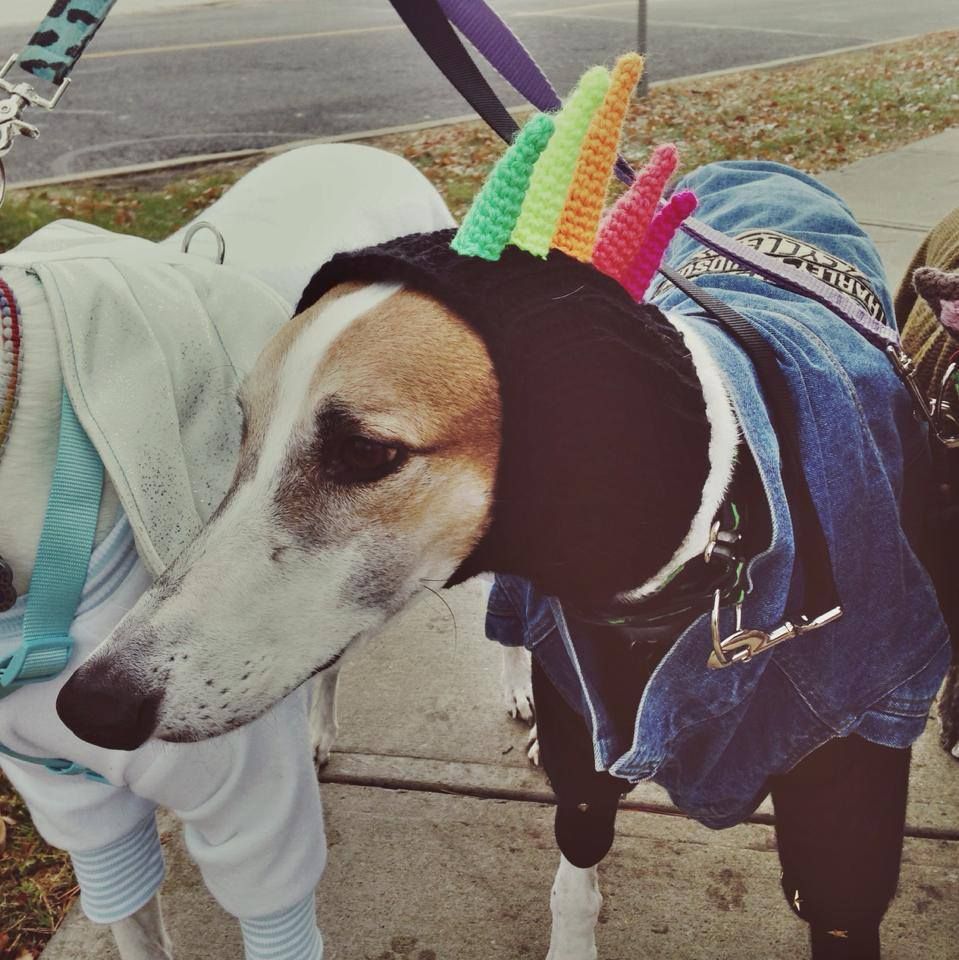 Greyhound Halloween Costumes Cute and Funny things Greyhounds do