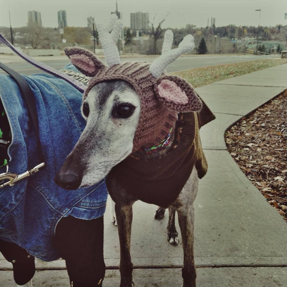 Greyhound Halloween Costumes Cute and Funny things Greyhounds do