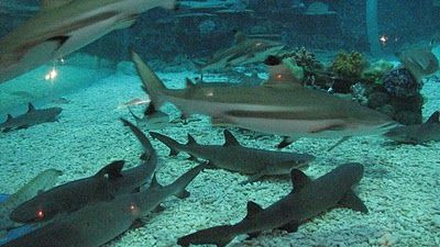 manila ocean park and the sharks
