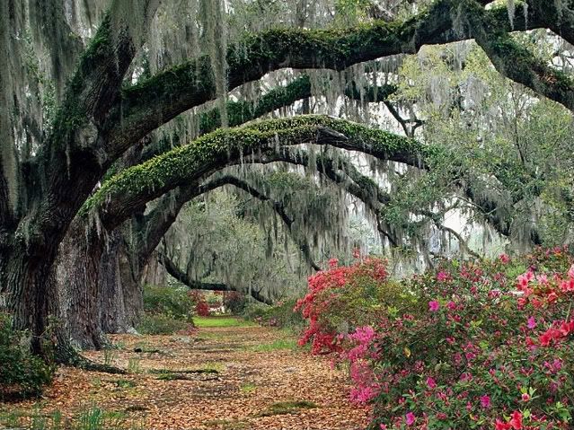 photo LiveOaks_2193.jpg