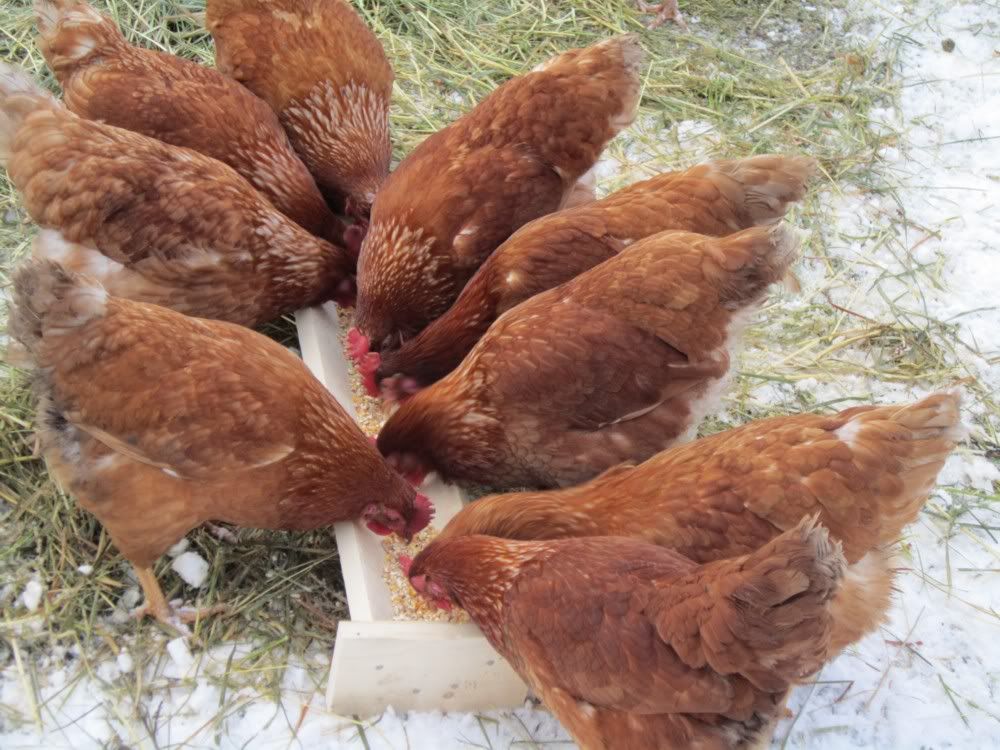 Yellowjacket's Chicken Coop BackYard Chickens Community