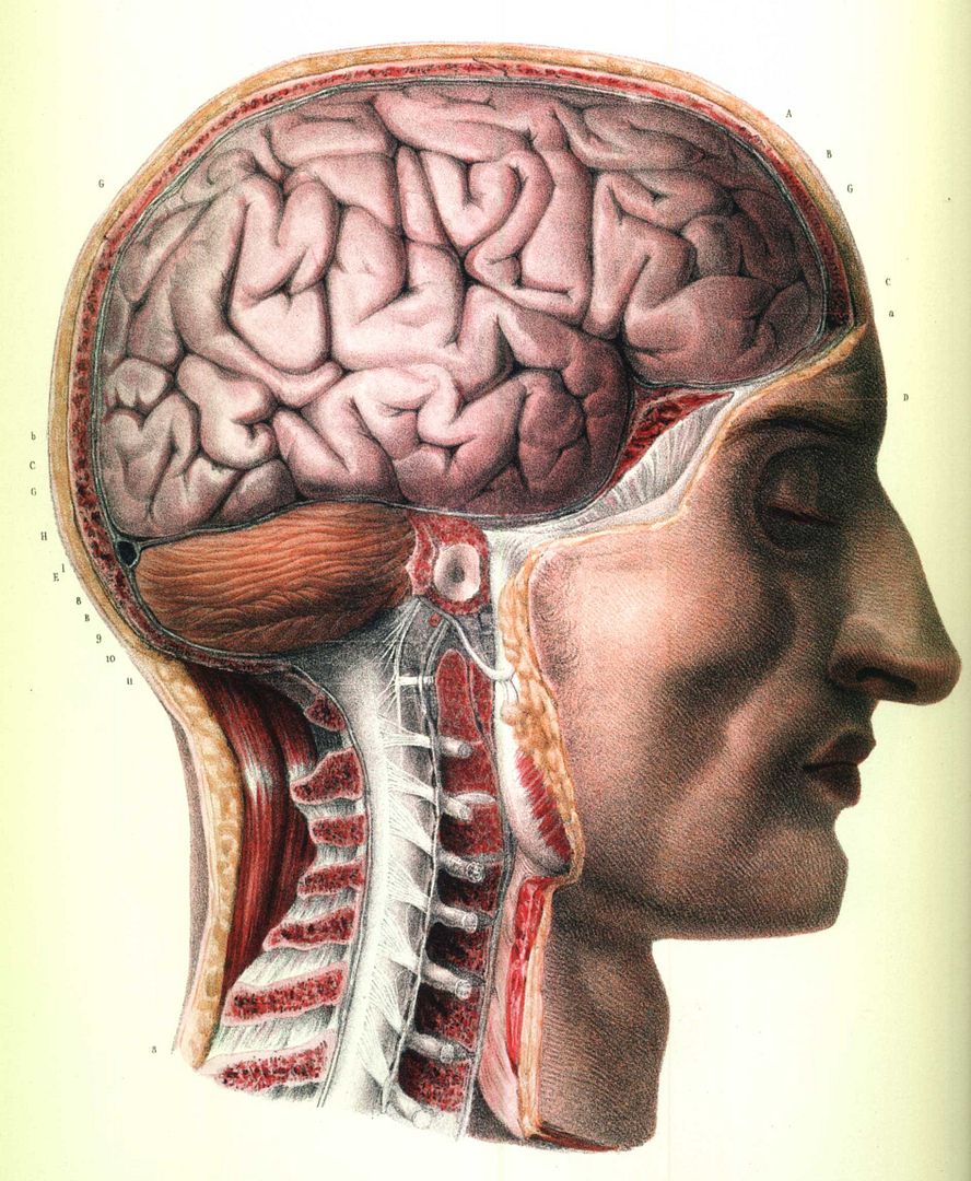  photo Bourgery_Neuroanatomie_zpsws0qo7b5.jpg
