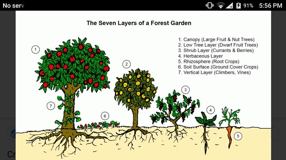 photo FakeFoodForest1_zpsybt3mgaw.jpg