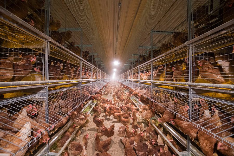 photo Hen-Slaves1_zpsnc6jxxwf.jpg