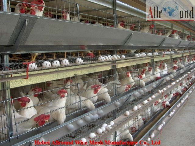 photo Hen-Slaves2_zpshhhabjv8.jpg