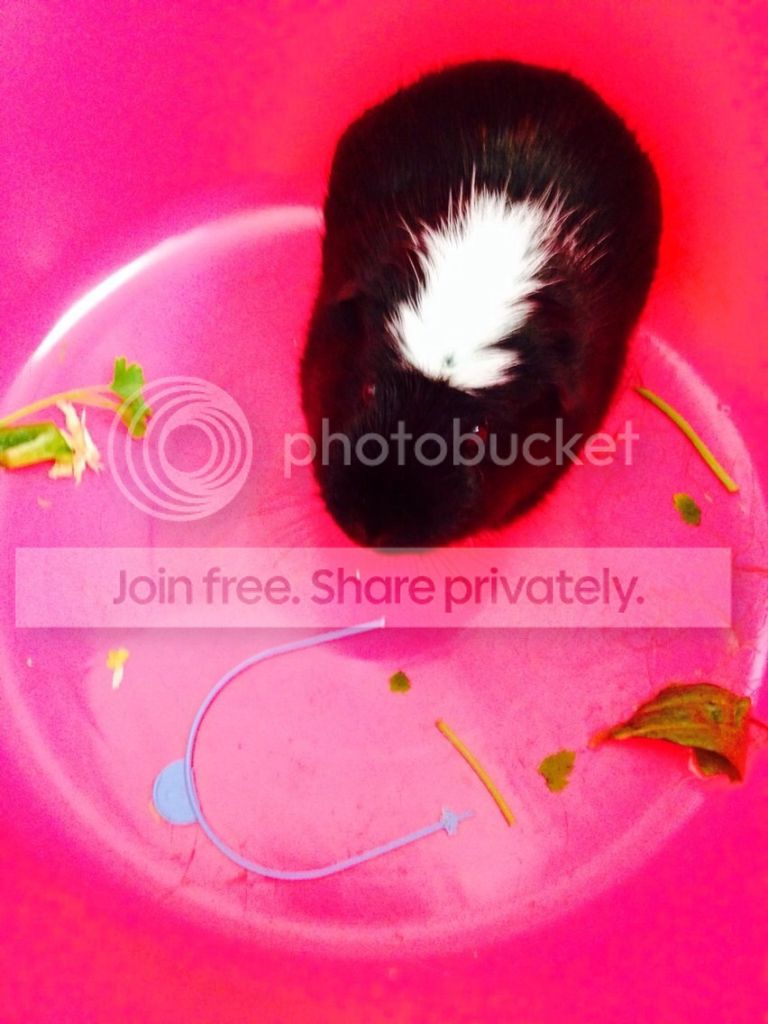 9e12673034bd18eecab09c6b5a8062a0_zps5b9d9b24.jpg