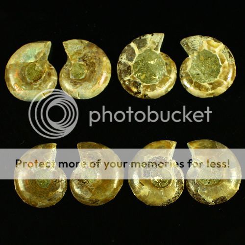 K94205 Four Pair Ammonite fossil cabochon  